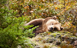 brown bear laying on mossy rock