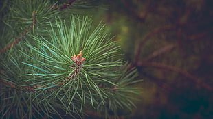 green leaf pine tree, nature, trees, thorns, closeup HD wallpaper