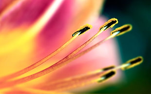 macro photography of pollen flower HD wallpaper