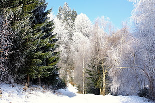 landscape photography of snow-covered fir trees