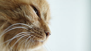brown cat, cat HD wallpaper