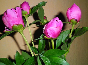 purple rose flowers