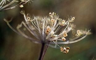 selective focus of Dandelion flower