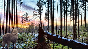 gray wolf standing beside fallen tree while watching sunrise