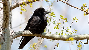 black small-beaked bird on top of tree