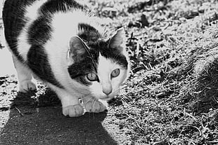 grayscale photo of cat, cat, black, white, monochrome