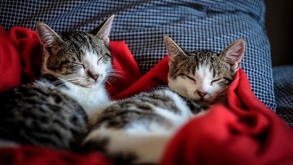 two white-and-brown tabby kittens, cat, sleeping HD wallpaper