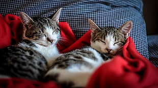 two white-and-brown tabby kittens, cat, sleeping