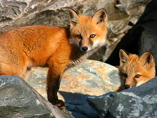 two brown foxes