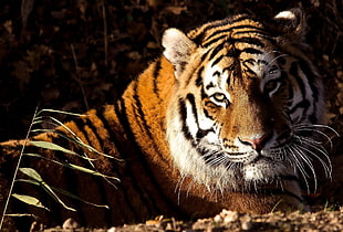 adult Tiger