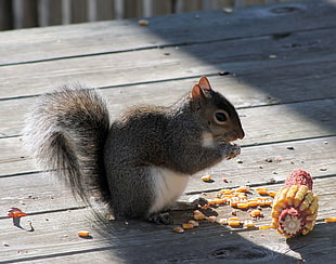 squirrel eating corn HD wallpaper
