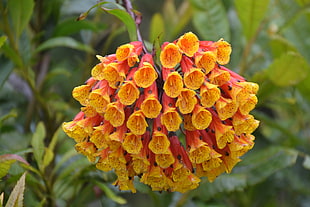 closeup photo of yellow and pink petaled flower