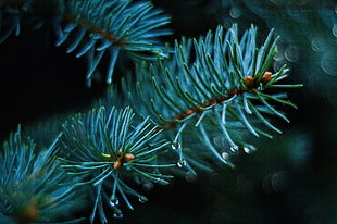 shallow focus photography of green pine tree with droplets of water