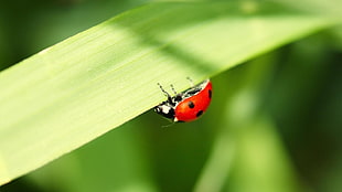 focus photography of lady bird on green leaf