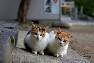 two cats, animals, cat HD wallpaper