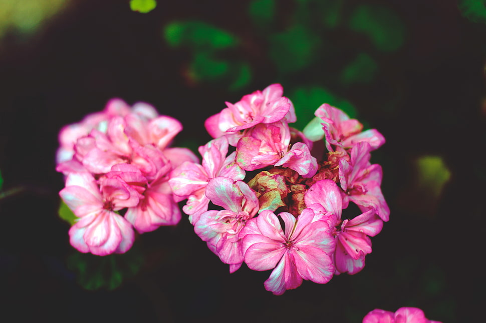 pink geranium flower, Flowers, Petals, Pink HD wallpaper