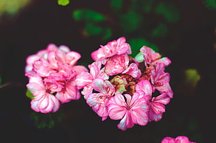 pink geranium flower, Flowers, Petals, Pink