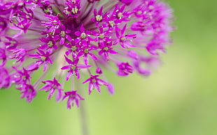 closed-up photo of purple petaled flowers