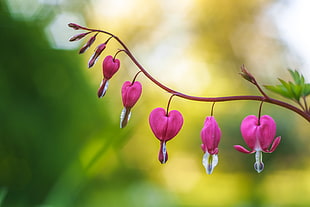 selective focus photography of Bleeding heart flower