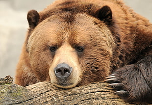 brown bear, animals, bears