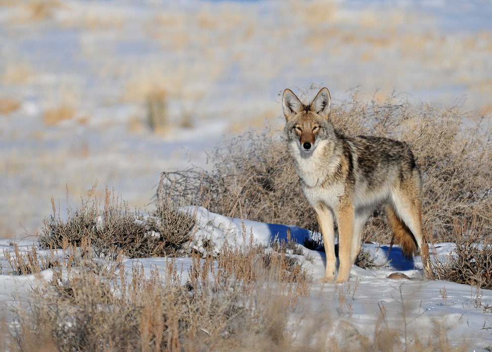 view of gray wolf, coyote HD wallpaper