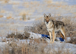 view of gray wolf, coyote