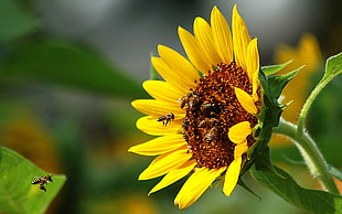 yellow Sunflower with Honeybee HD wallpaper