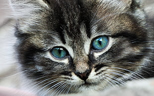 gray and black fur kitten in closeup photo