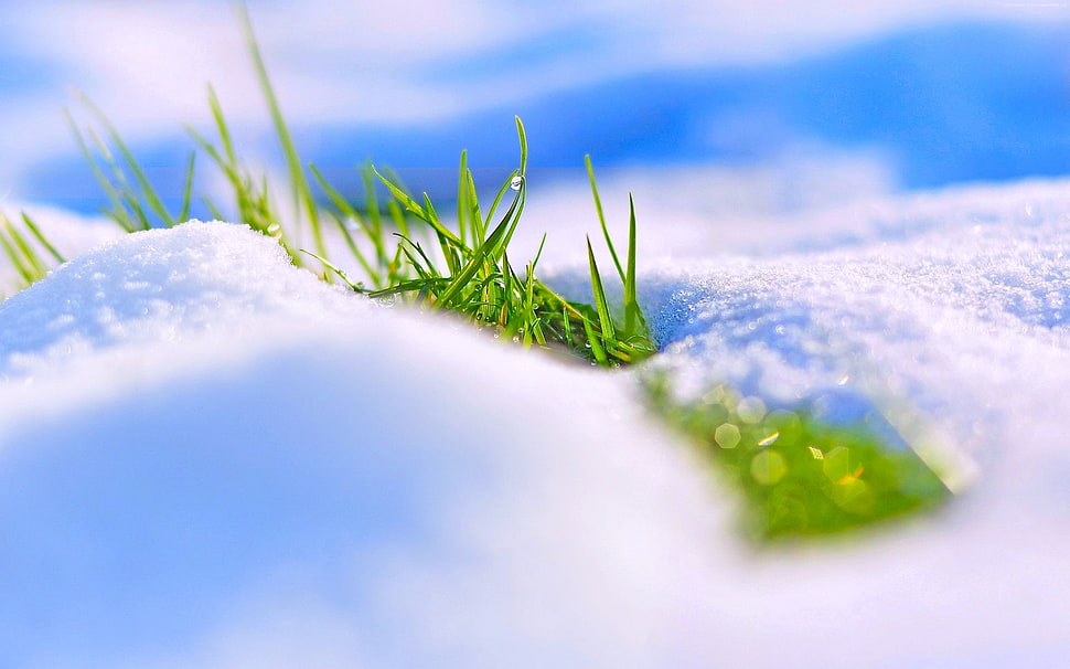 macro photography of green grass covered with snow HD wallpaper