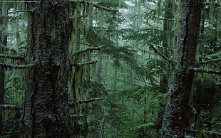 panoramic photo of green leaf trees in rainforest