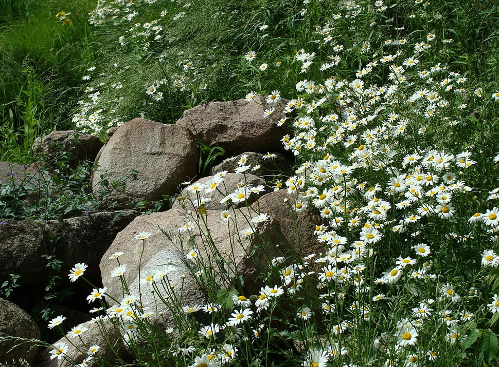 white daisy flower fields HD wallpaper