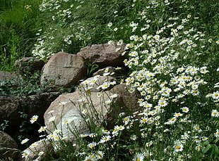 white daisy flower fields HD wallpaper