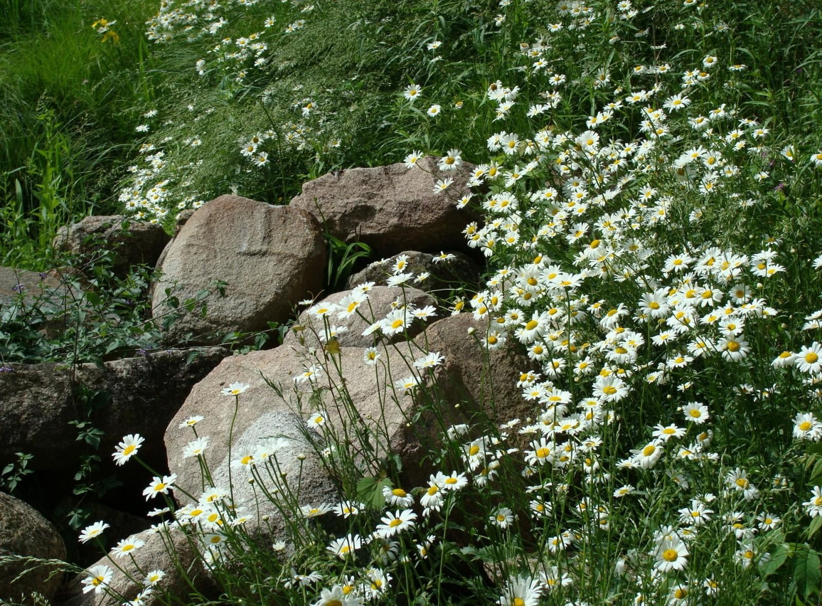 white daisy flower fields