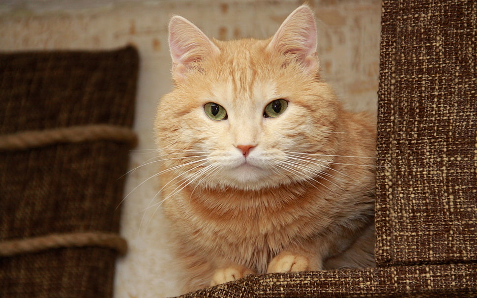 orange Tabby cat HD wallpaper