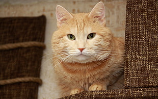 orange Tabby cat HD wallpaper