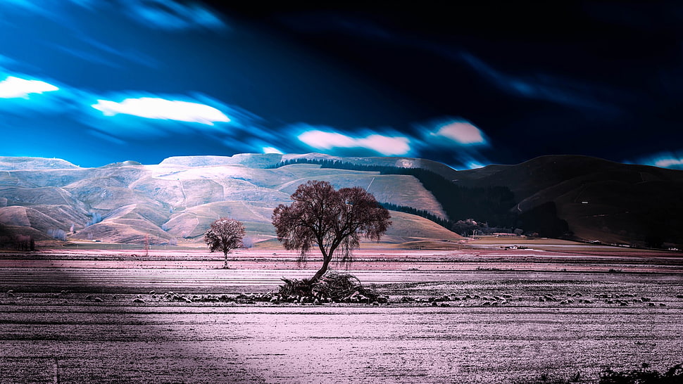 tree on desert painting, landscape, sky, clouds, trees HD wallpaper