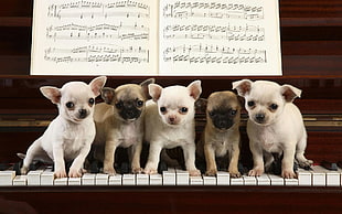 five puppies on top of piano keys