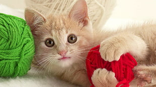orange Tabby Kitten hugging a red ball yarn