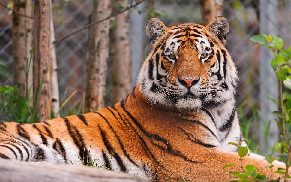 selective focus photography of tiger HD wallpaper