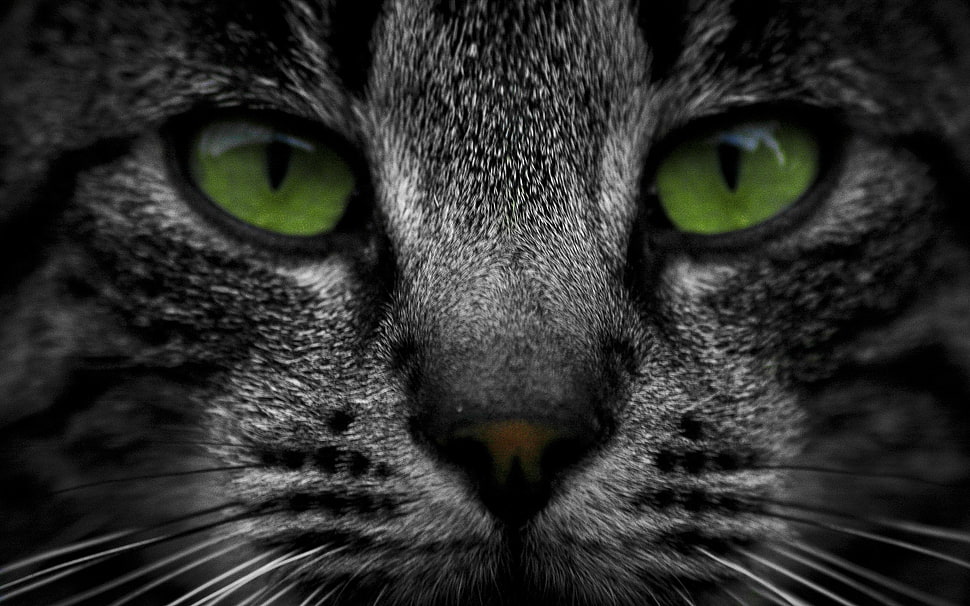 photo of short-coated black and gray cat face HD wallpaper
