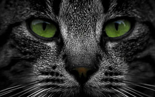 photo of short-coated black and gray cat face HD wallpaper