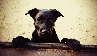 black short-coated dog HD wallpaper