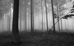 foggy forest, nature, trees, monochrome, forest
