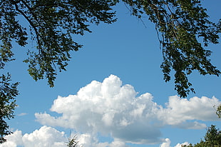 silhouette of tree leaves at daytimne