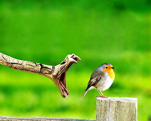 American Robin and brown snake
