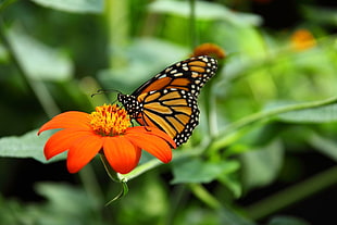 shallow focus photography of butterfly perched on flower HD wallpaper