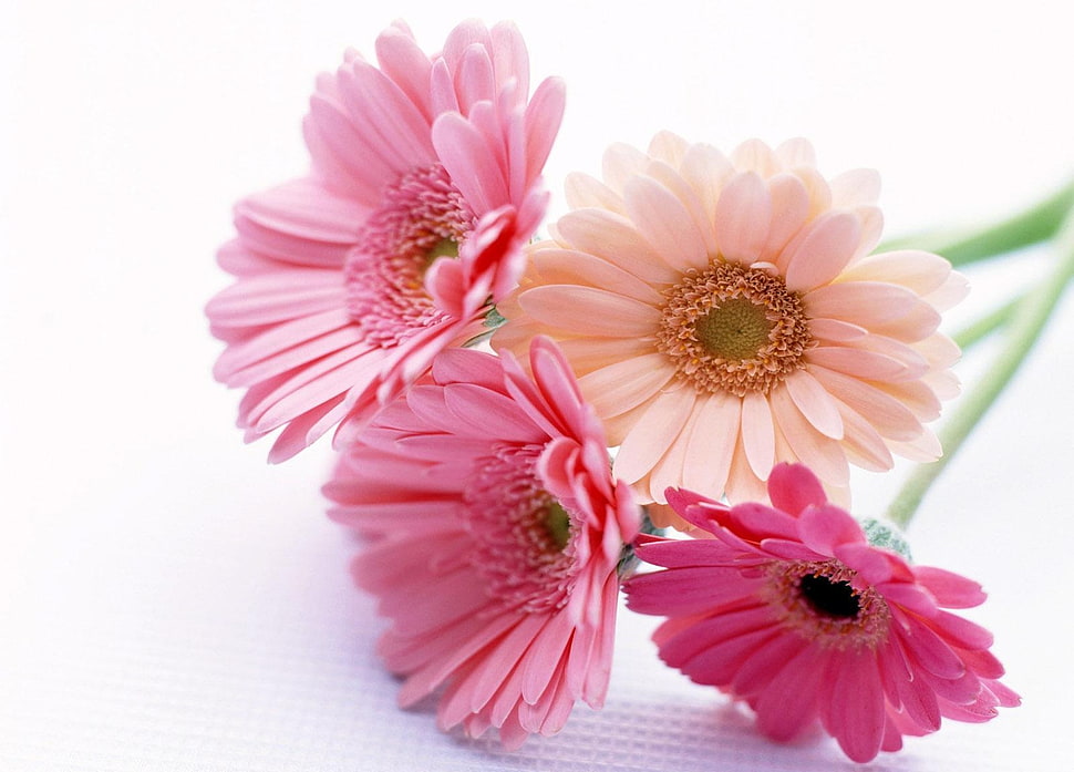 three pink and one pale-pink daisys HD wallpaper