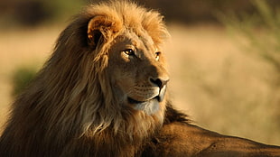 Lion in selective focus photography