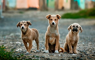 three brown puppies near green grass