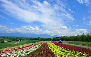 bed of flowers field during day tim e HD wallpaper